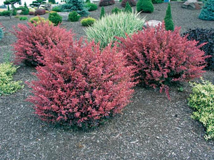 Garden bed